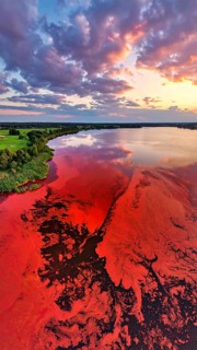 Red algae plant on the lake. abstract ecology nature concept, wild landscape with vibrant red