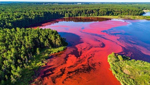 Red algae plant on the lake. abstract ecology nature concept, wild landscape with vibrant red