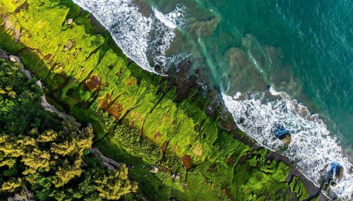 Green algae on the sandy shore of an ocean. Fascinating phenomenon of wild coastline with green
