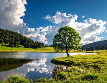 Single and lonely tree near to a lake, meadow and lot of wild grass around, hilly wilderness