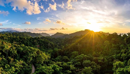 Banner background of tropical forest landscape scene, green wild jungle, cloudy sky at morning,