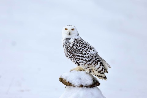 Snowy owl (Nyctea scandiaca), snowy owl, adult, alert, in snow, perch, in winter, Bohemian Forest,