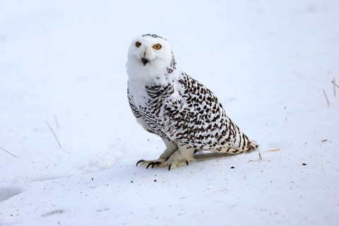 Snowy owl (Nyctea scandiaca), snowy owl, adult, alert, in snow, foraging, in winter, Bohemian