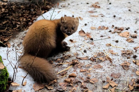 Marten (Martes martes), adult, alert, sitting, ground, winter, snow, Bavarian Forest National Park,