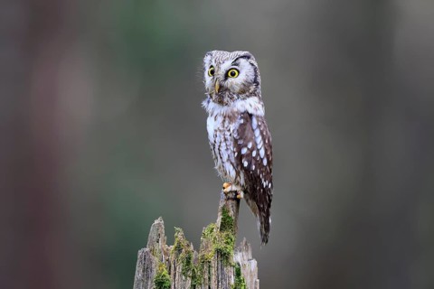 Roughfoot owl (Aegolius funereus), groufoot owl, adult, perch, alert, in winter, Bohemian Forest,