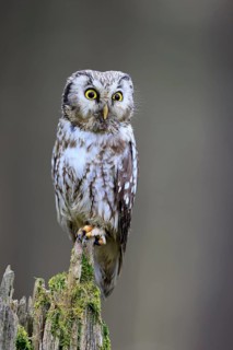 Roughfoot owl (Aegolius funereus), groufoot owl, adult, perch, alert, in winter, Bohemian Forest,