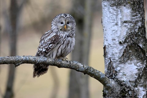 Hawk owl (Strix uralensis), adult, in winter, on branch, alert, Bohemian Forest, Czech Republic,