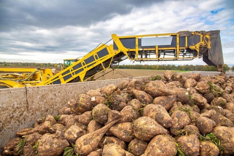 Loading sugar beets in the palatine***A loading mouse loads sugar beets ready for collection onto a