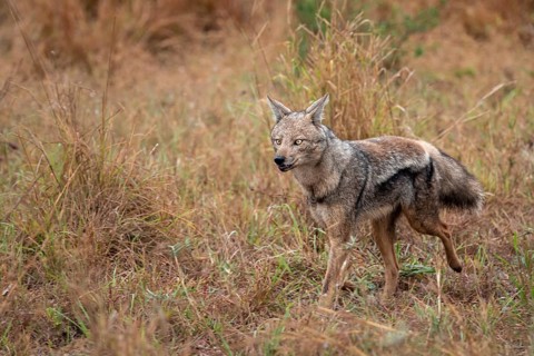 Side-striped jackal (Canis adustus), Kruger Nationalpark, South Africa