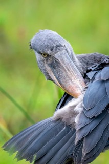 Animal portrait, shoebeak (Balaeniceps rex) in the swamps of Mabamba, Lake Victoria, Uganda
