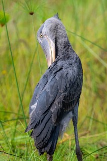 Shoebill (Balaeniceps rex) in the swamps of Mabamba, Lake Victoria, Uganda