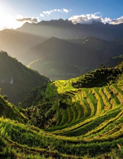 Early morning light bathes Philippines rice terraces cascading down mountain slopes, beautiful