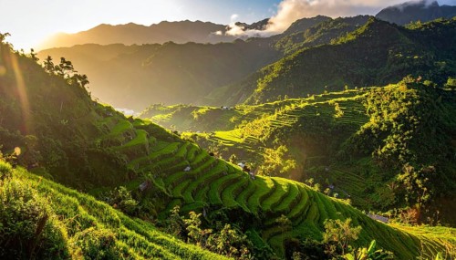 Early morning light bathes Philippines rice terraces cascading down mountain slopes, beautiful