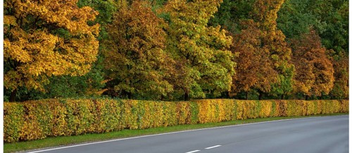 Hedge and trees in autumn colors on a state road 2240, Lauf an der Pegnitz, Middle Franconia,