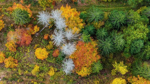 Autumn forest in the Black Forest. Drone photo of trees in colorful autumn leaves and conifers,