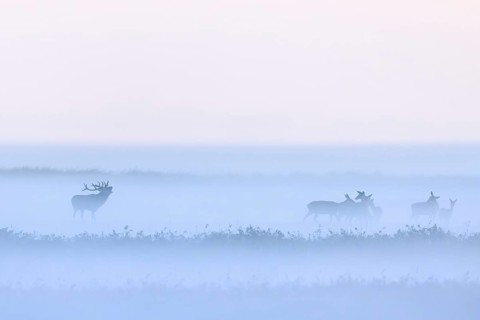 Red deer stag herding herd of hinds in morning mist along the Baltic Sea, Western Pomerania Lagoon
