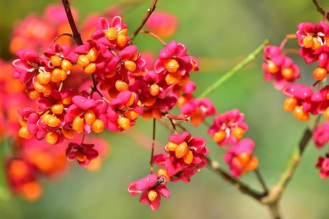 Common spindle bush (Euonymus europaeus), also European or common Pfaffenhütchen, Bavaria, Germany