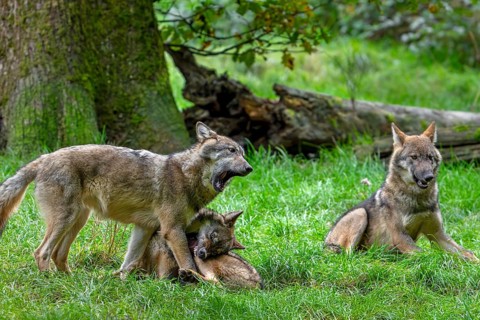 Wolf pack of Eurasian wolves, European grey wolves (Canis lupus lupus) with 5 months old pups play