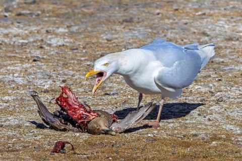 Glaucous gull (Larus hyperboreus hyperboreus) adult in summer plumage scavenging on dead common