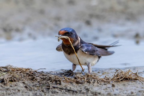 Barn swallow (Hirundo rustica, Hirundo erythrogaster) collecting mud in beak from puddle for