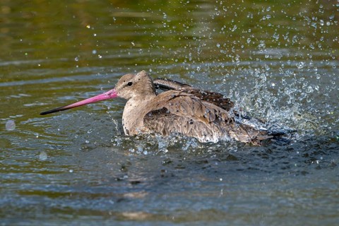 Black-tailed godwit (Limosa limosa) in non-breeding plumage bathing in water of pond, lake in