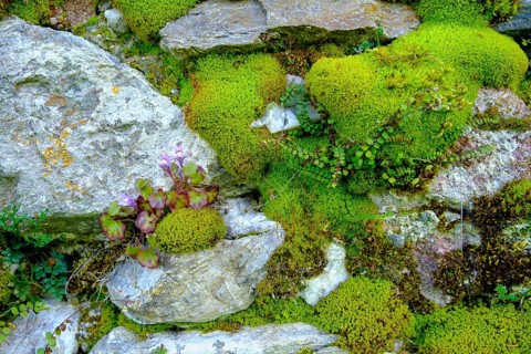 Moss-covered wall, cemetery wall, parish church of St. Johannes der Täufer, Weissbriach, Gitschtal,