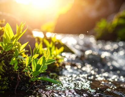 Beautiful spring detailed stream of fresh water, vibrant blooming young green plants, wallpaper