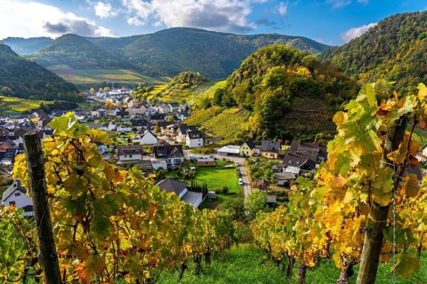 Vineyards in autumn in the middle Ahr Valley, near Mayschoß, Rhineland-Palatinate