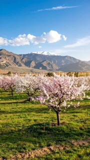 Landscape with a blooming apricot tree, idilyc spring nature, green grass and mountains in