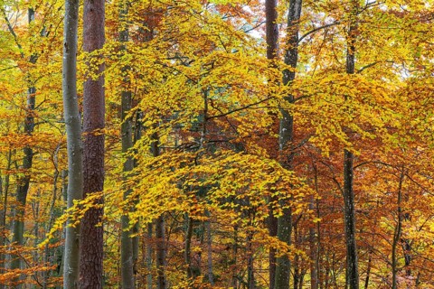 Beech forest (Fagus) in autumn colors, beech plants (Fagaceae), autumn, Leibertingen, Upper Danube