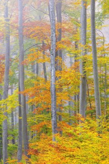 Beech forest (Fagus) in autumn colors, beech plants (Fagaceae), fog, autumn, Leibertingen, Upper