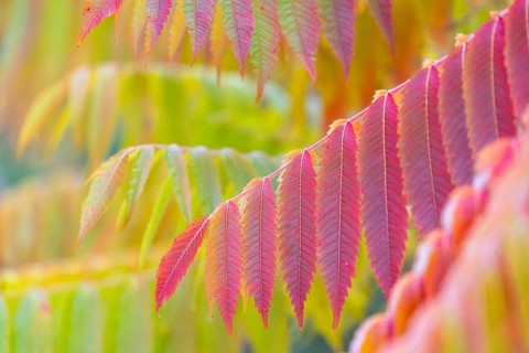 Vinegar tree (Rhus typhina) in autumn colors, autumn, Krauchenwies, Upper Danube nature park Park,
