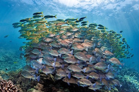 Mixed swarm, bronze-striped grunt (Pomadasys taeniatus) and large school mullet (Mulloidychthys