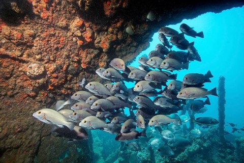 Swarm of young bicolor sweet lip, giant sweet lip, (Plectorhinchus albovittatus) seeking shelter in