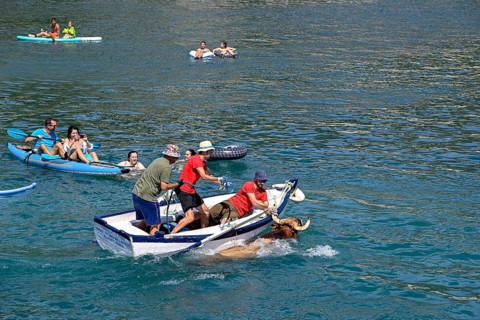 A bull is brought ashore by boat, Bous a la Mar, in English bulls in the sea, bullfighting, Javea