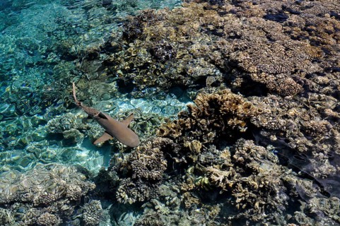 Blacktip reef shark over the corals of Fakarava, South Seas, Tahiti, French Polynesia