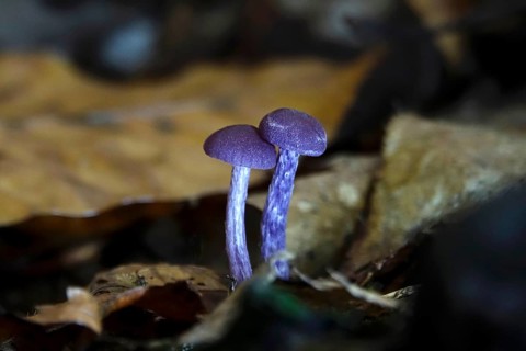 Purple lacquer funnel (Laccaria amethystina) in the forest, autumn time, October, Saxony, Germany