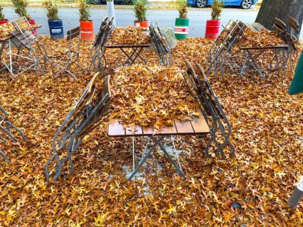 Autumn in town, beer garden, pub terrace under deciduous trees, swamp oak, floor and table chairs