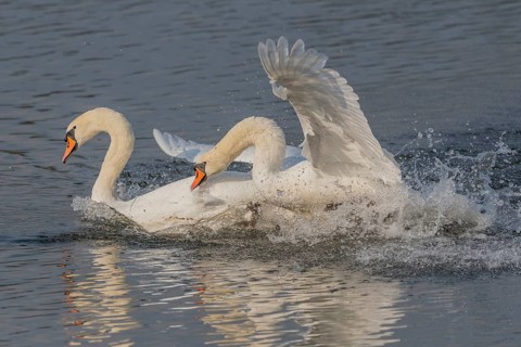 Swan chases rivals across a calm body of water. One of the swans squirts and brings life to the