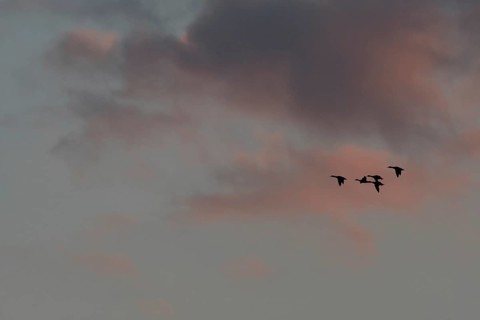 Birds fly in groups in the sky, which is painted in warm colors at sunset. Red and purple clouds