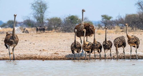African ostrich (Struthio camelus), mother and six juvenile young animals, animal family, group