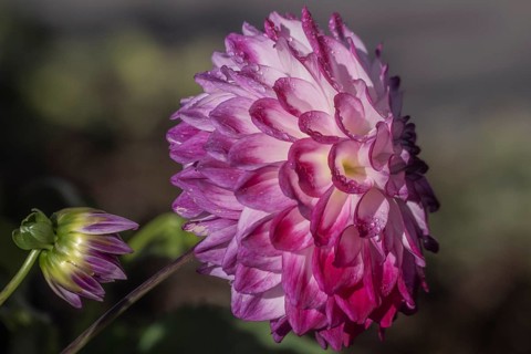 Dahlia (Dahlia), Emsland, Lower Saxony, Germany