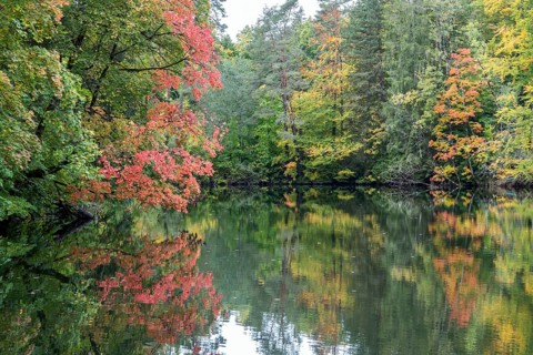 Autumn atmosphere, autumn-colored trees at Lake Mittersee, Füssen, Allgäu, Bavaria, Germany