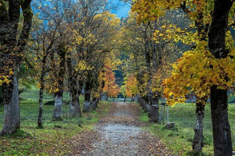 Autumn atmosphere, avenue with autumn-colored sycamore trees, Stillach Valley, near Heini-Klopfer
