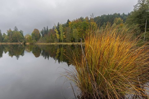 Pond rushes (Schönoplectus lacustris) in autumn colors, autumn at the moor pond near Oberstdorf,
