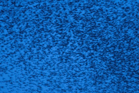 Eurasian starling (Sturnus vulgaris) adult birds flying in a flock in a murmuration at sunset in