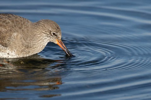 Common redshank (Tringa totanus) adult wading bird feeding in a shallow coastal lagoon, England,