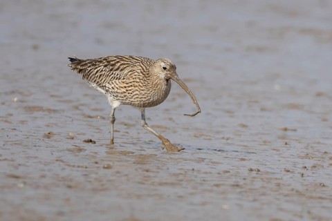 Eurasian curlew (Numenius arquata) adult wading bird on a coastal mudflat with a worm in its beak,