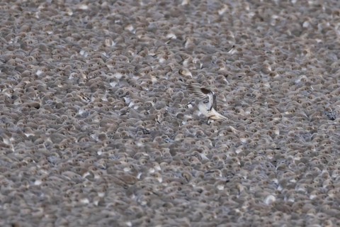 Red Knot (Calidris canutus) adult wading birds at high tide on a coastal shingle ridge, RSPB