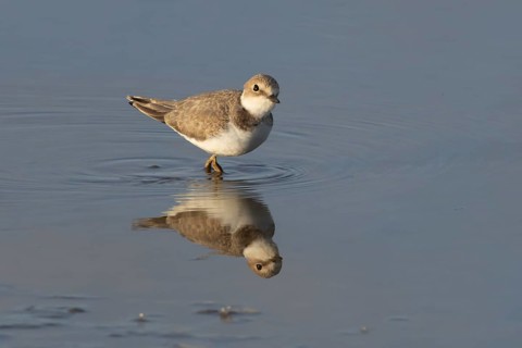 Little ringed plover (Charadrius dubius) adult wading bird in a shallow coastal lagoon, England,